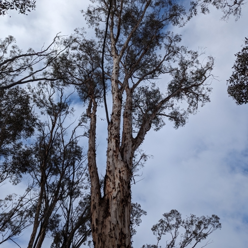 Eucalyptus astringens