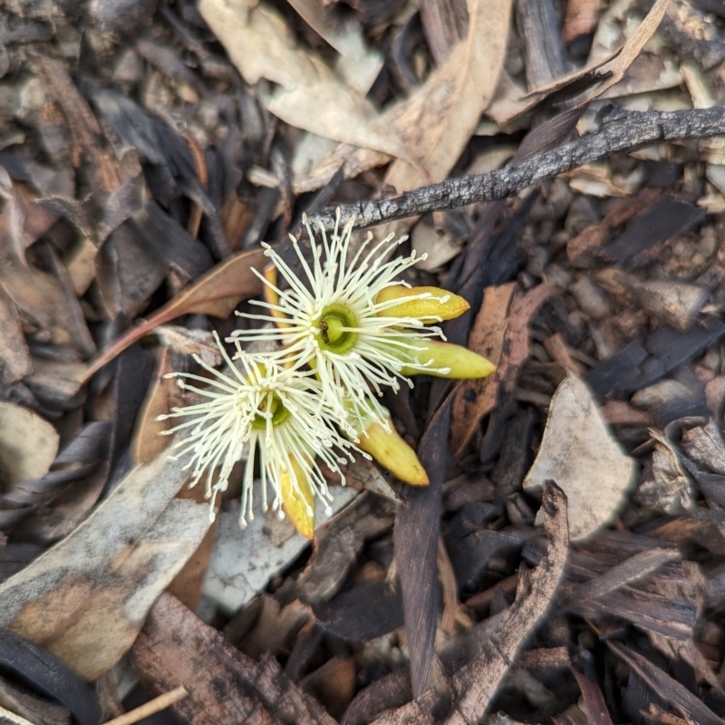 Eucalyptus astringens