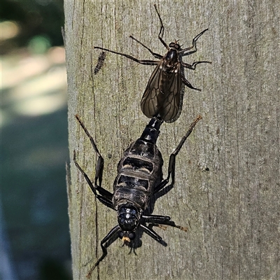 Boreoides subulatus