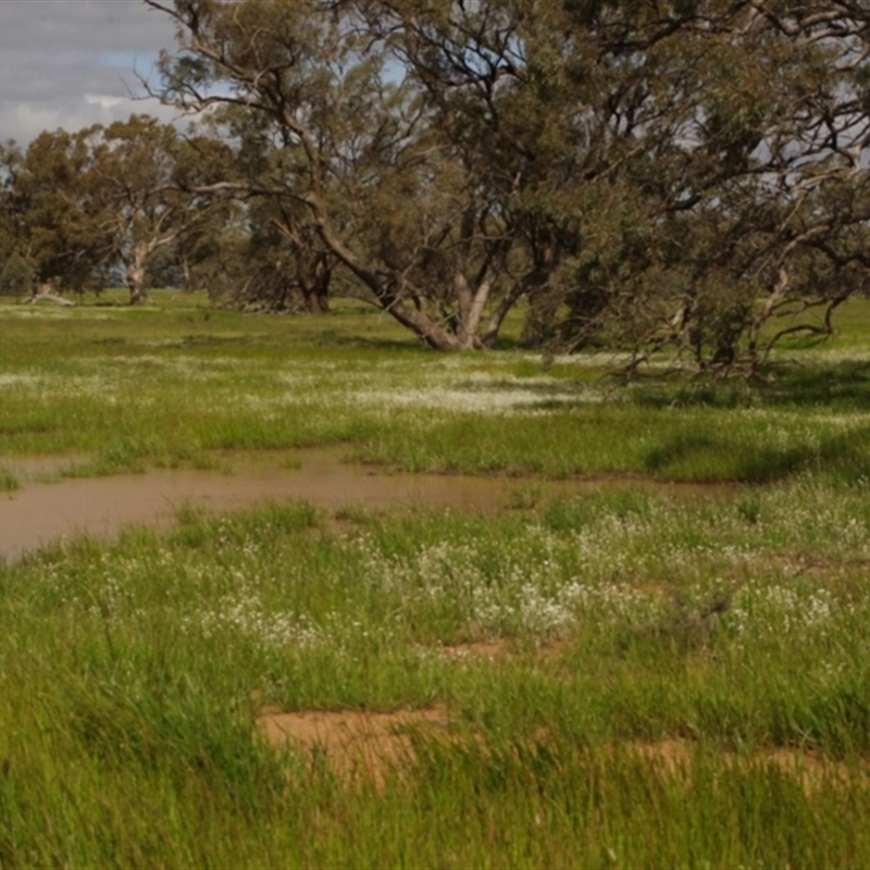 Eucalyptus largiflorens