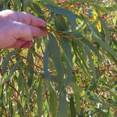 Eucalyptus normantonensis