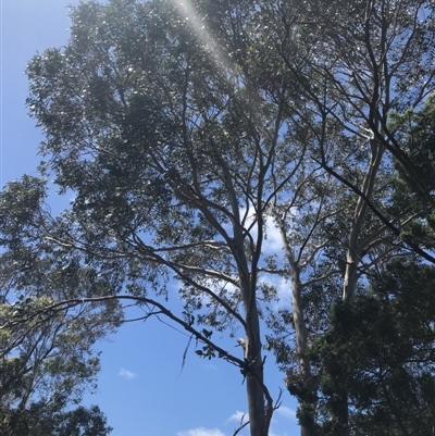 Eucalyptus globulus subsp. globulus