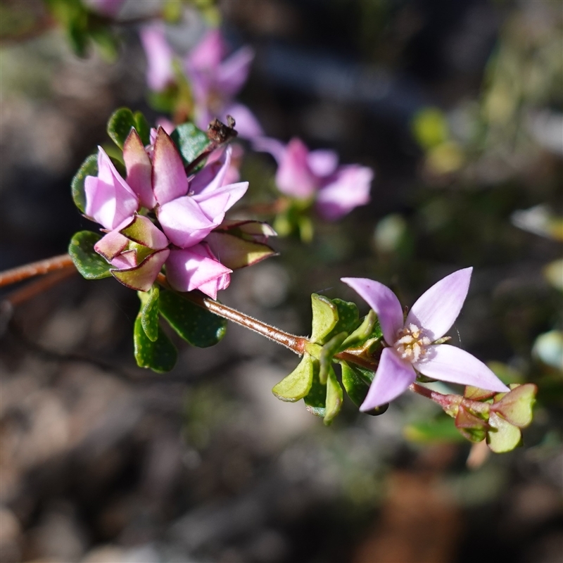 Boronia algida