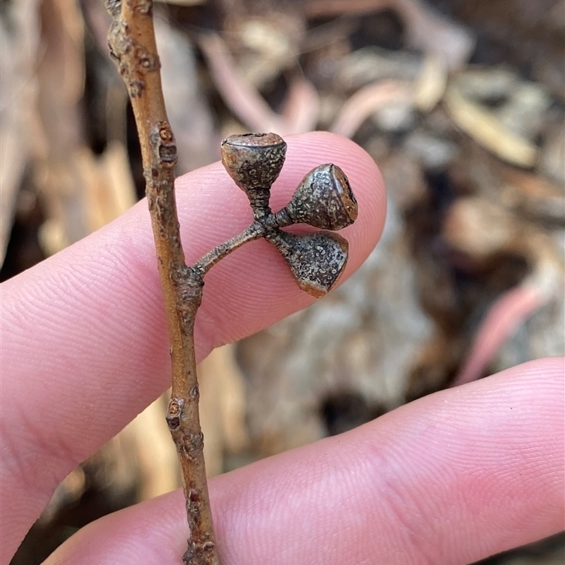 Eucalyptus deanei