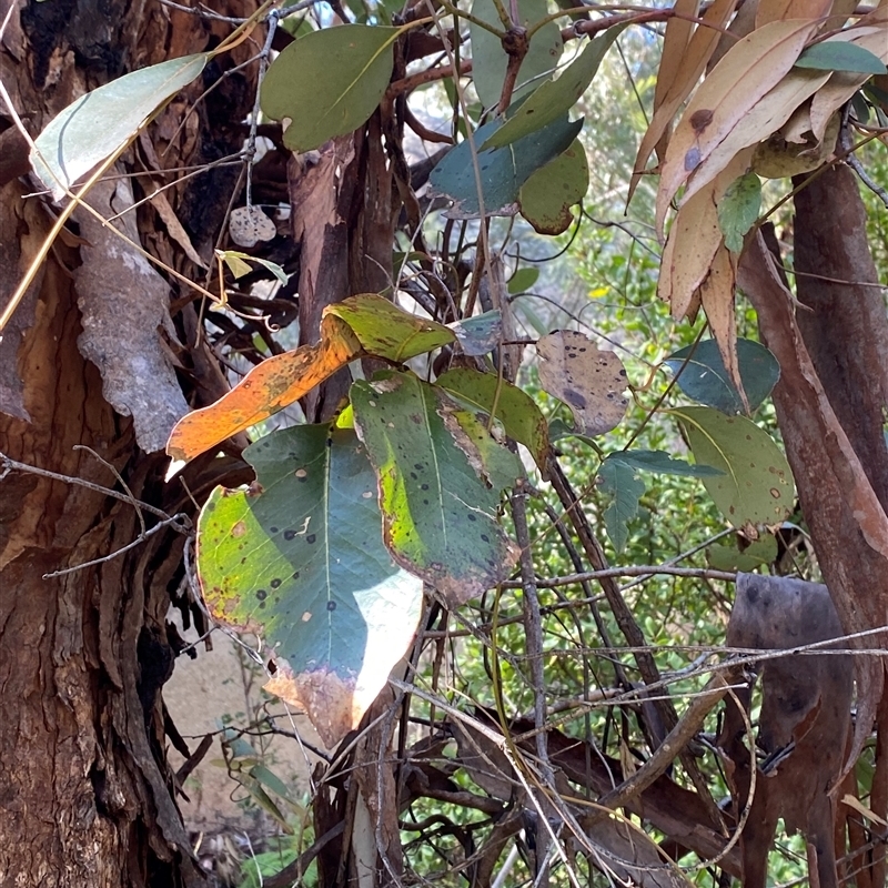 Eucalyptus deanei