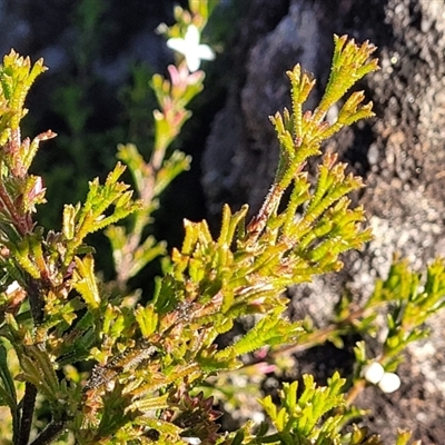 Boronia anemonifolia