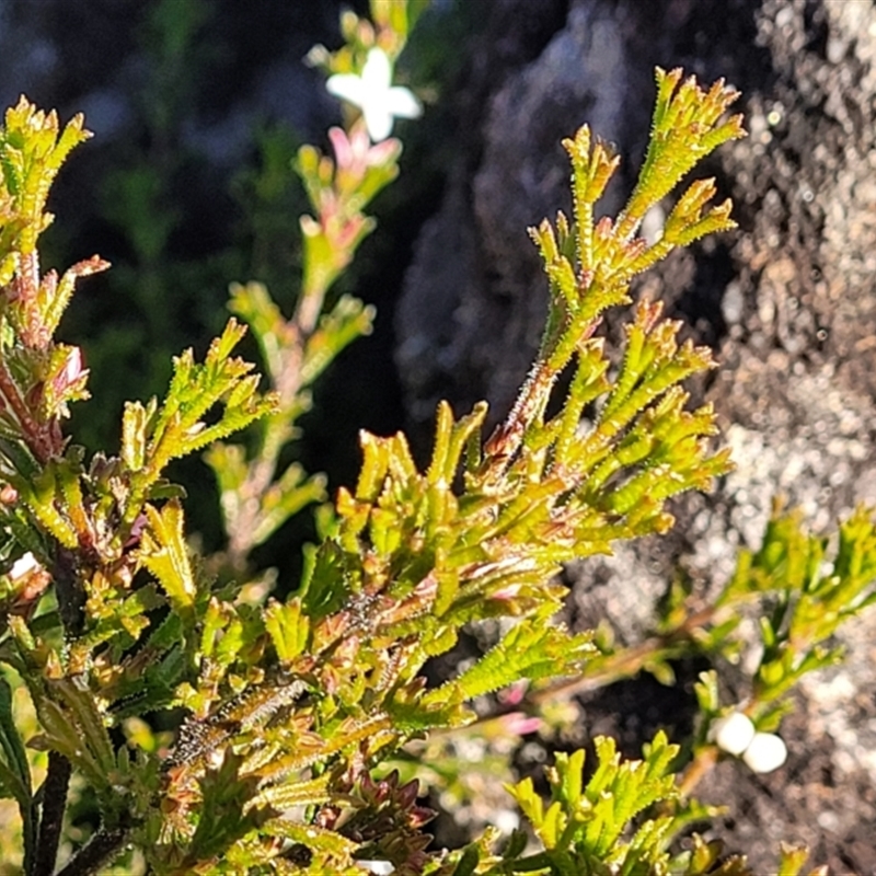 Boronia anemonifolia