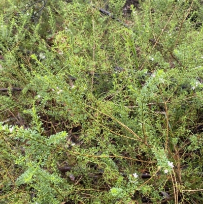 Boronia anemonifolia subsp. anemonifolia
