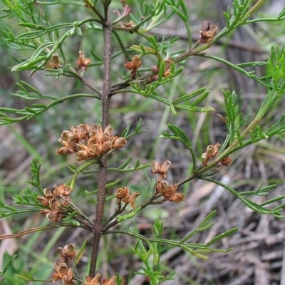 Boronia anethifolia