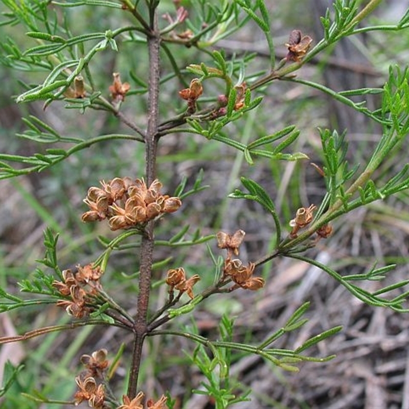 Boronia anethifolia