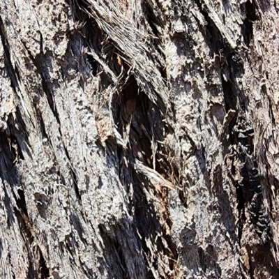 Eucalyptus macrorhyncha subsp. macrorhyncha