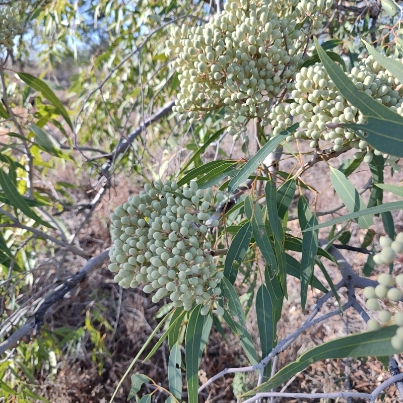 Corymbia terminalis