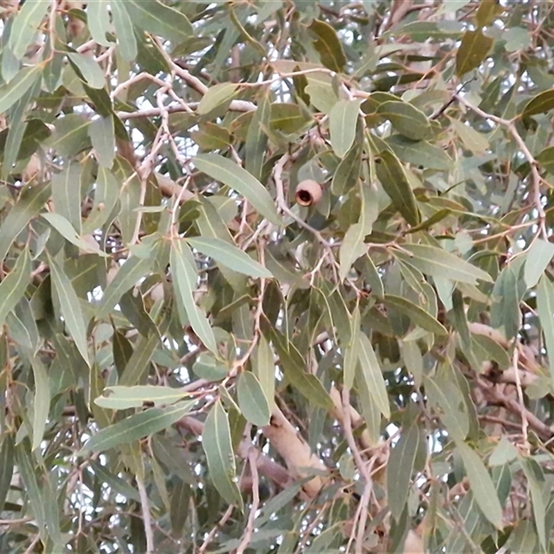 Corymbia opaca