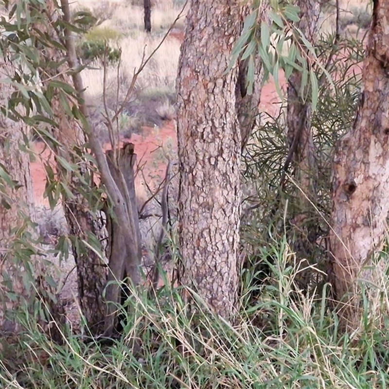 Corymbia opaca