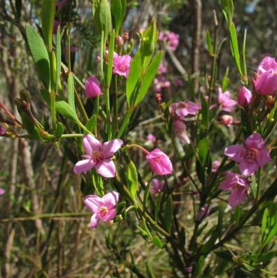 Boronia barkeriana subsp. angustifolia