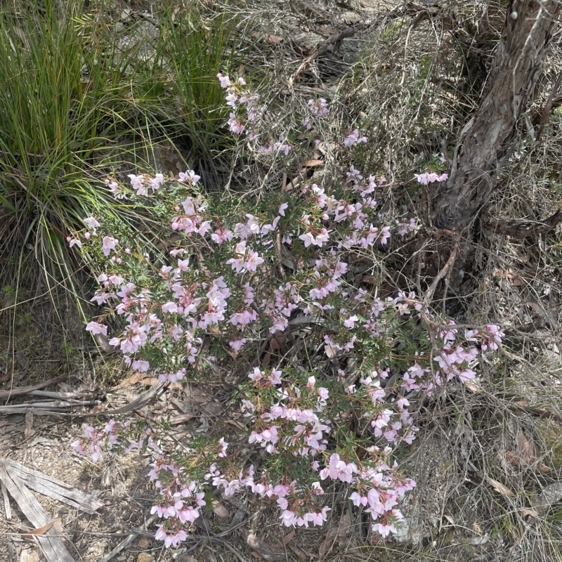 Boronia floribunda