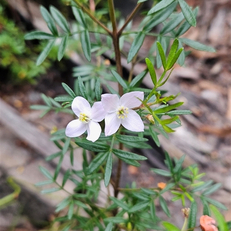 Boronia imlayensis