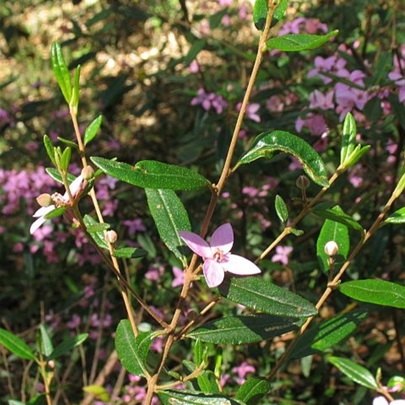 Boronia ledifolia