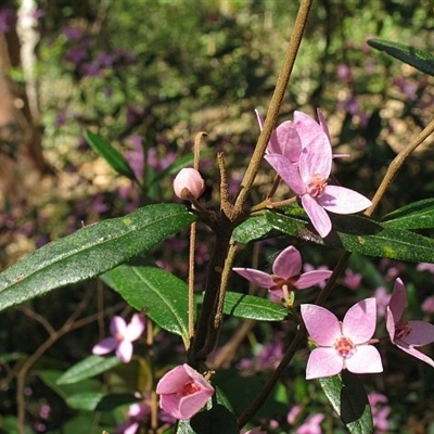 Boronia ledifolia