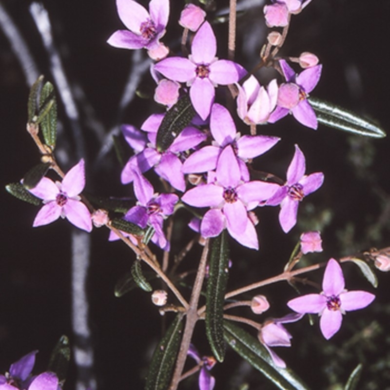 Boronia ledifolia