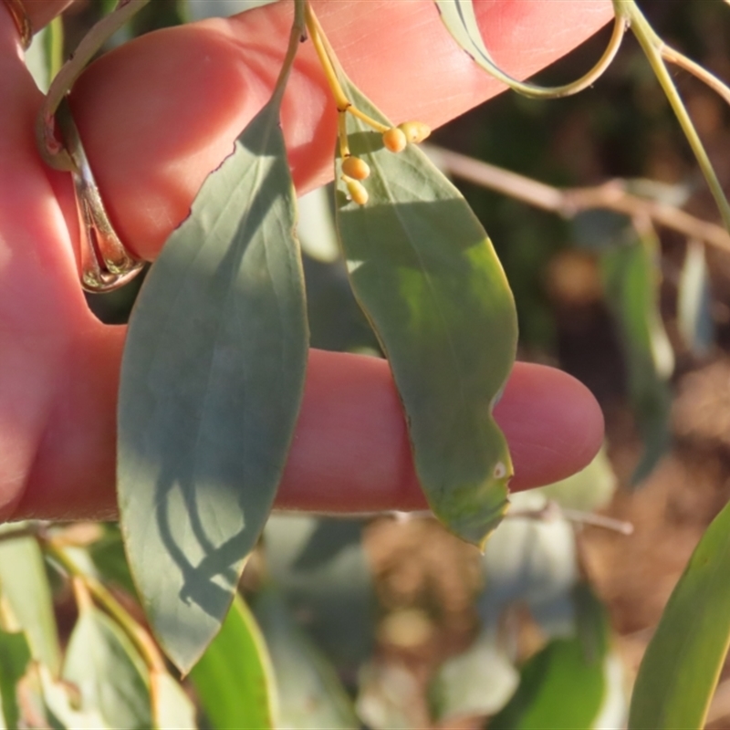 Eucalyptus coolabah