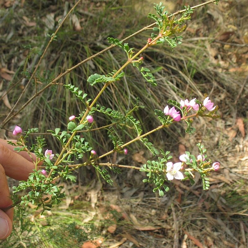 Boronia microphylla