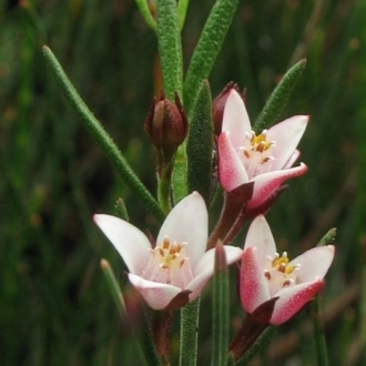 Boronia nana var. hyssopifolia