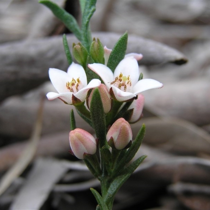 Boronia nana var. hyssopifolia