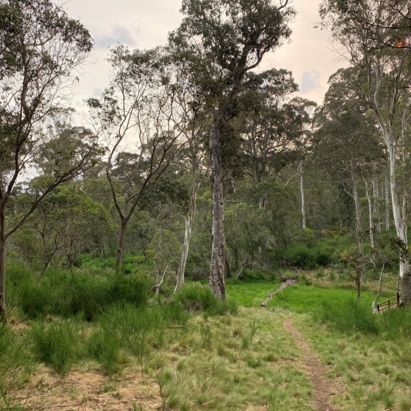 Eucalyptus dalrympleana subsp. heptantha