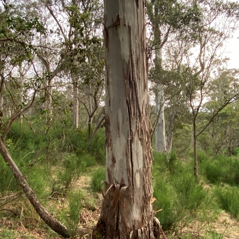 Eucalyptus dalrympleana subsp. heptantha