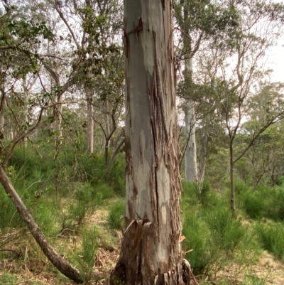 Eucalyptus dalrympleana subsp. heptantha