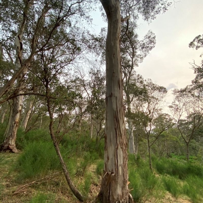 Eucalyptus dalrympleana subsp. heptantha