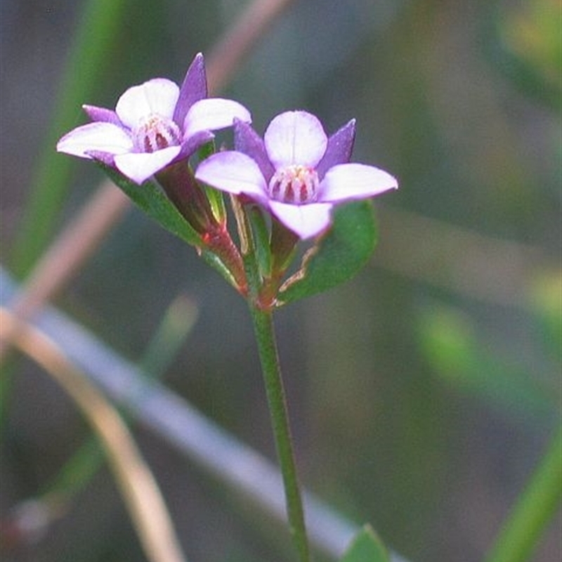 Boronia parviflora