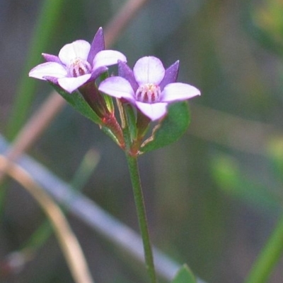 Boronia parviflora