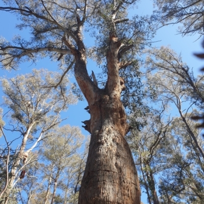 Eucalyptus delegatensis subsp. tasmaniensis