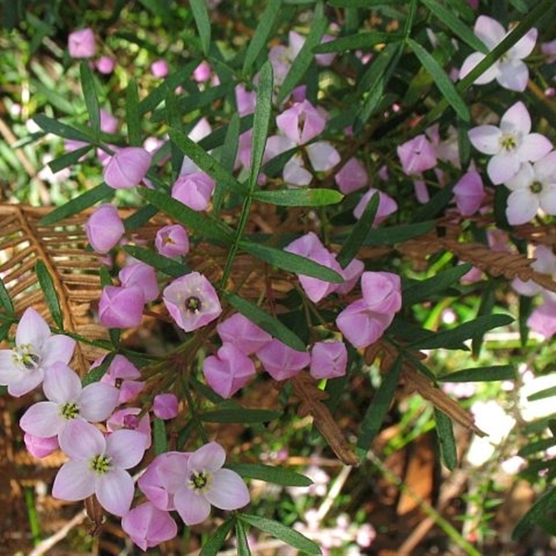 Boronia pinnata