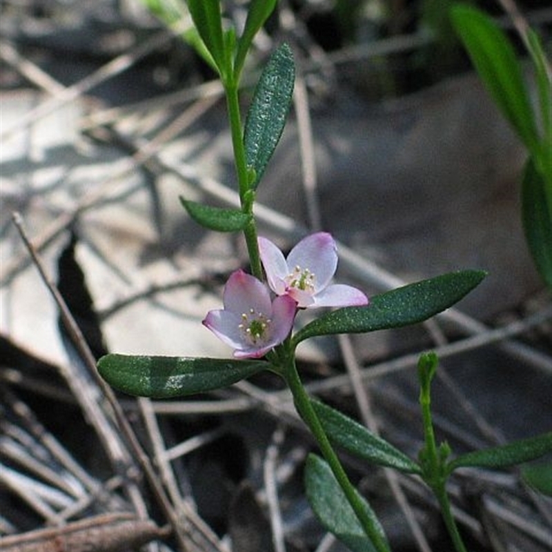 Boronia polygalifolia