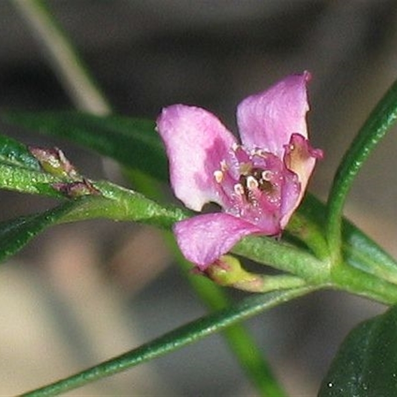 Boronia polygalifolia