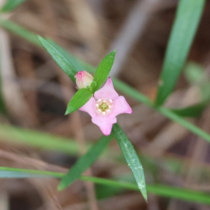 Boronia polygalifolia