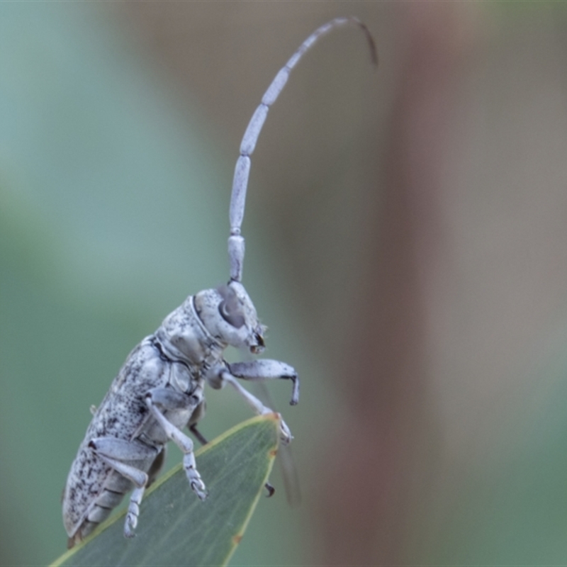 Acalolepta sp. (genus)