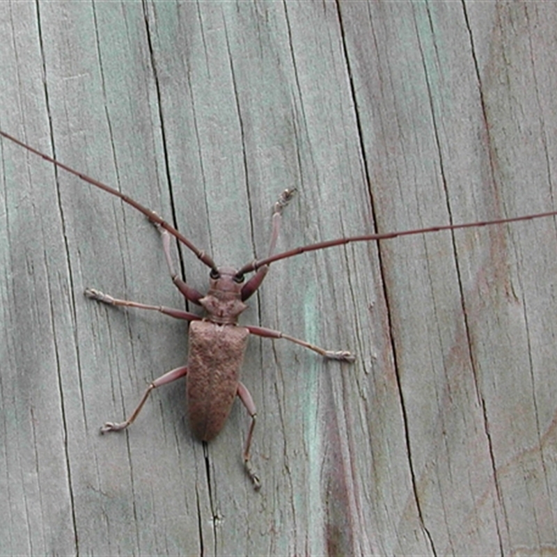 Acalolepta sp. (genus)