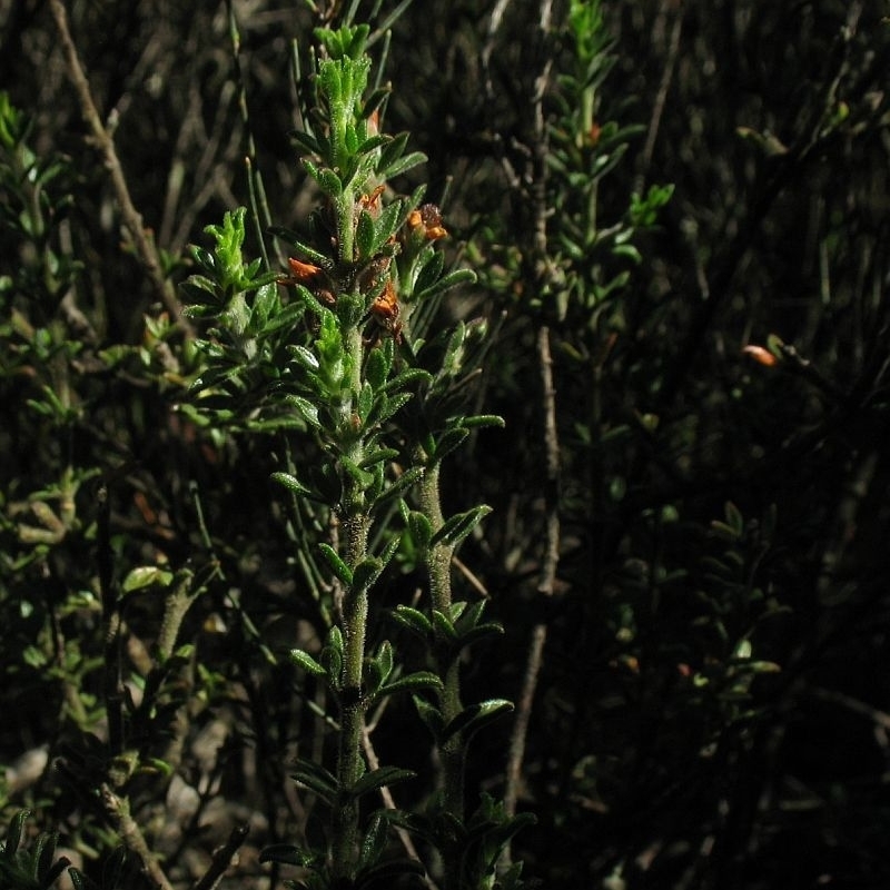 Boronia rigens