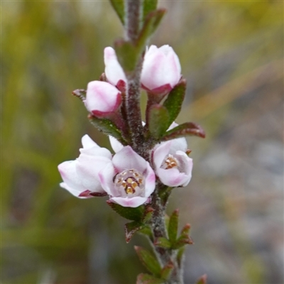 Boronia rigens