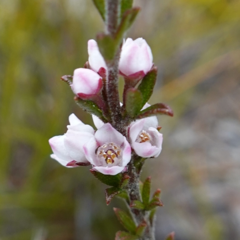 Boronia rigens