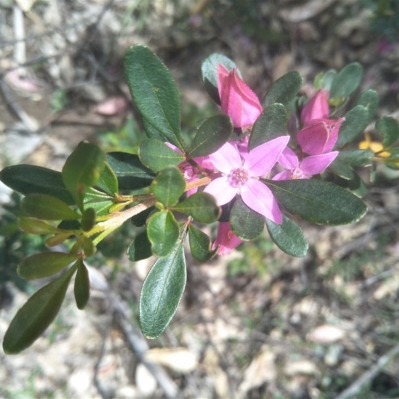 Boronia rubiginosa