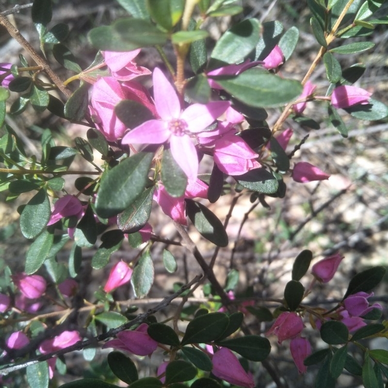 Boronia rubiginosa