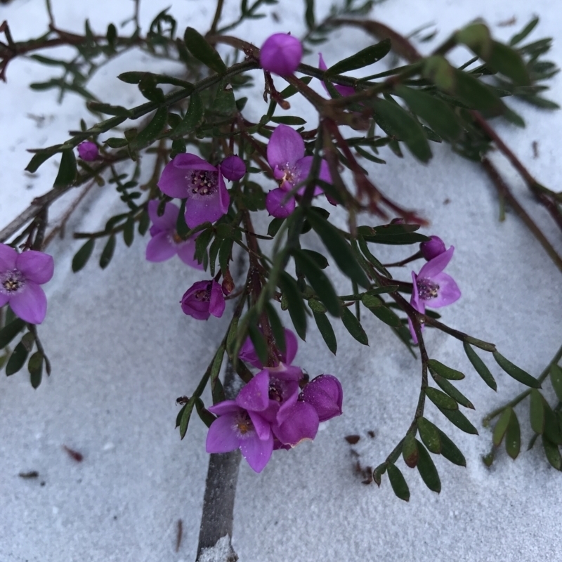 Boronia sp.