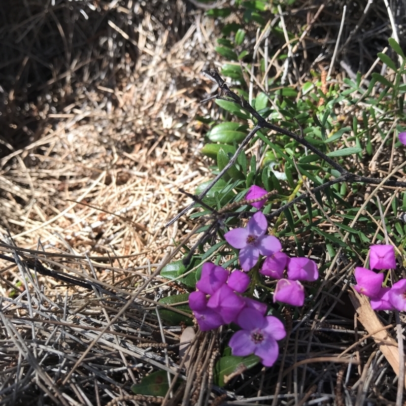 Boronia sp.