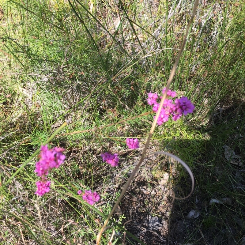 Boronia sp.