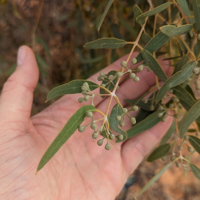 Eucalyptus gongylocarpa